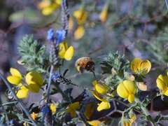 Anthophora hispanica
