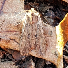 Lithophane signosa