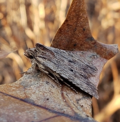 Lithophane signosa