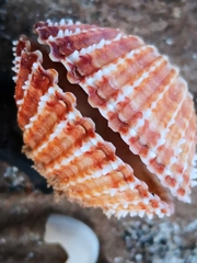 Acanthocardia echinata