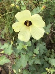 Hibiscus engleri