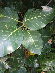 Ficus trichopoda
