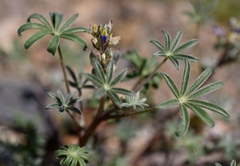 Lupinus concinnus