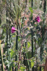 Hibiscus diversifolius subsp. rivularis image