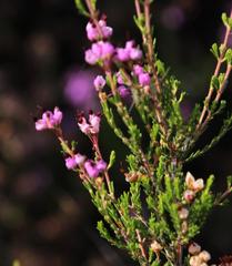 Erica umbellata