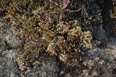 Erica umbellata