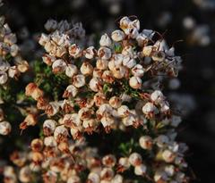 Erica umbellata