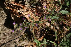 Echium rosulatum