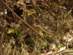 Neurothemis intermedia