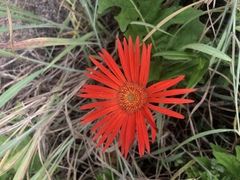 Gerbera jamesonii