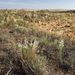 Artemisia arenaria - Photo (c) Patrick Alexander,  זכויות יוצרים חלקיות (CC BY-NC-ND)