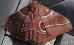 Gonimbrasia belina