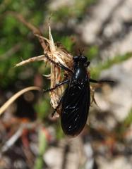 Dasypogon