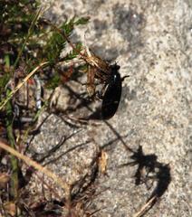 Dasypogon