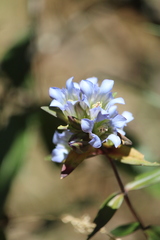 Gentiana spathacea