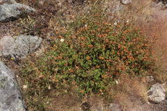 Cistus psilosepalus