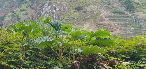 Tetrapanax papyrifer image