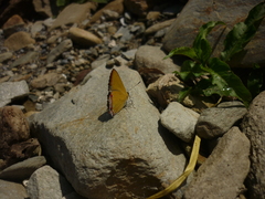 Heliophorus epicles