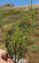 Erica umbellata