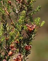 Erica umbellata