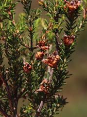 Erica umbellata