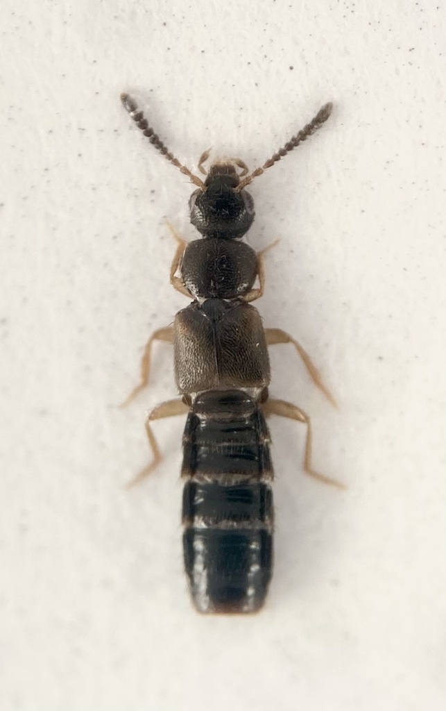 Atheta remulsa