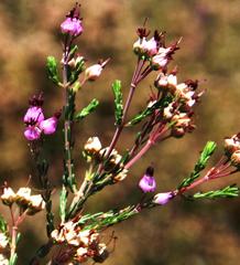 Erica umbellata