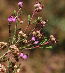 Erica umbellata
