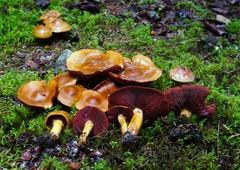 Cortinarius semisanguineus image