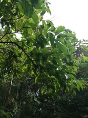 Cordia stenoclada