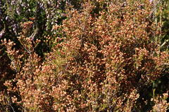 Erica umbellata