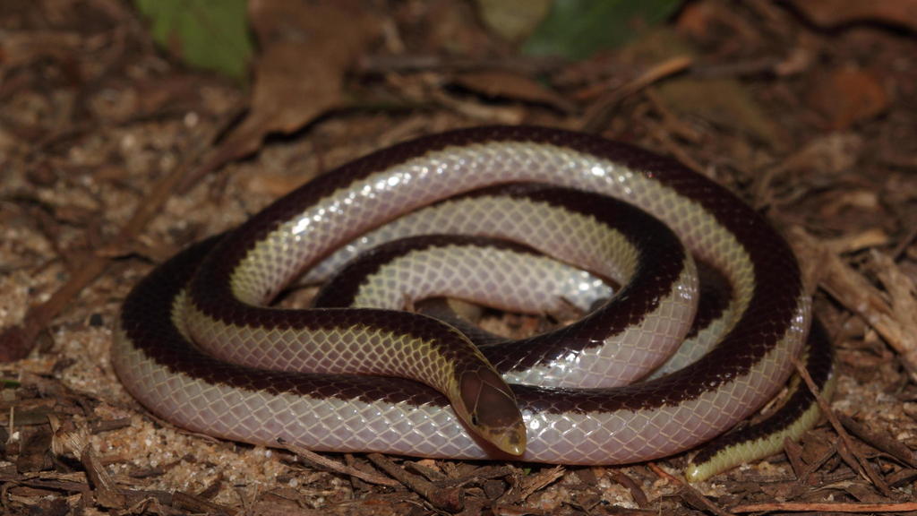 Slender Quill-snouted Snake