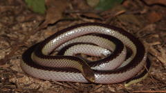 Xenocalamus bicolor lineatus
