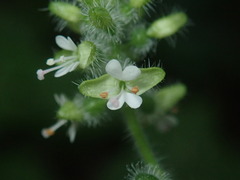 Circaea cordata