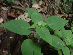 (c) 黃美滿, some rights reserved (CC BY) Circaea cordata, photograph (c) 黃美滿, some rights reserved (CC BY)