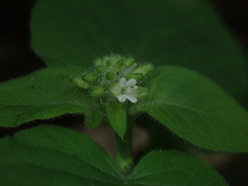 Circaea cordata, photograph 1