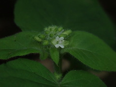 (c) 黃美滿, some rights reserved (CC BY) Circaea cordata, photograph (c) 黃美滿, some rights reserved (CC BY)
