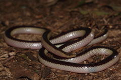 Xenocalamus bicolor lineatus
