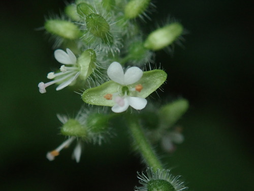 Circaea cordata, photograph 2