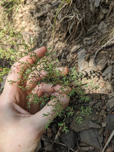 Image of Paronychia montana by (c) Alaina Krakowiak, some rights reserved (CC BY)