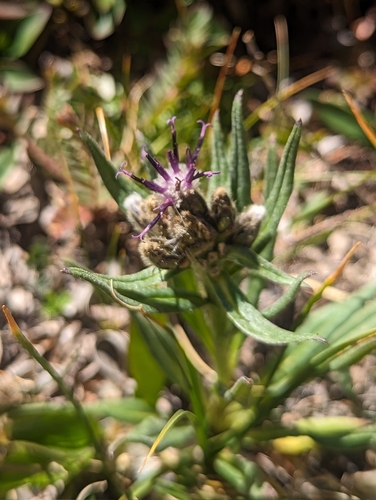Image of Saussurea weberi by (c) My-Lan Le, some rights reserved (CC BY)