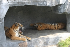 Panthera tigris altaica