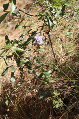 Gentiana spathacea
