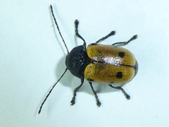 Cadmus litigiosus