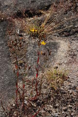 Hypericum linariifolium