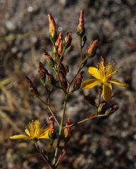 Hypericum linariifolium