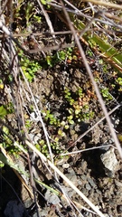 Veronica decora