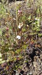Veronica decora