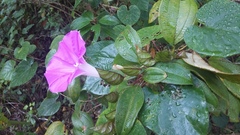 Ipomoea suffulta