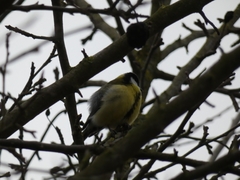 Parus major